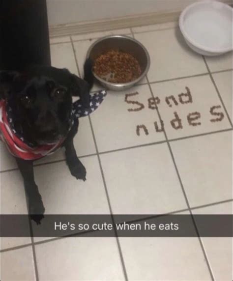 send nudes dog meme|hi guys look at these cute dogs : r/beatmeshutthefuckup